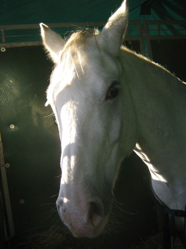 20061104et05_Lalbenque0045