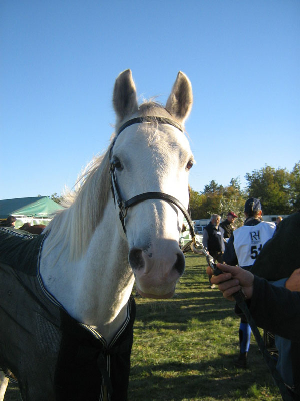 20061104et05_Lalbenque0334