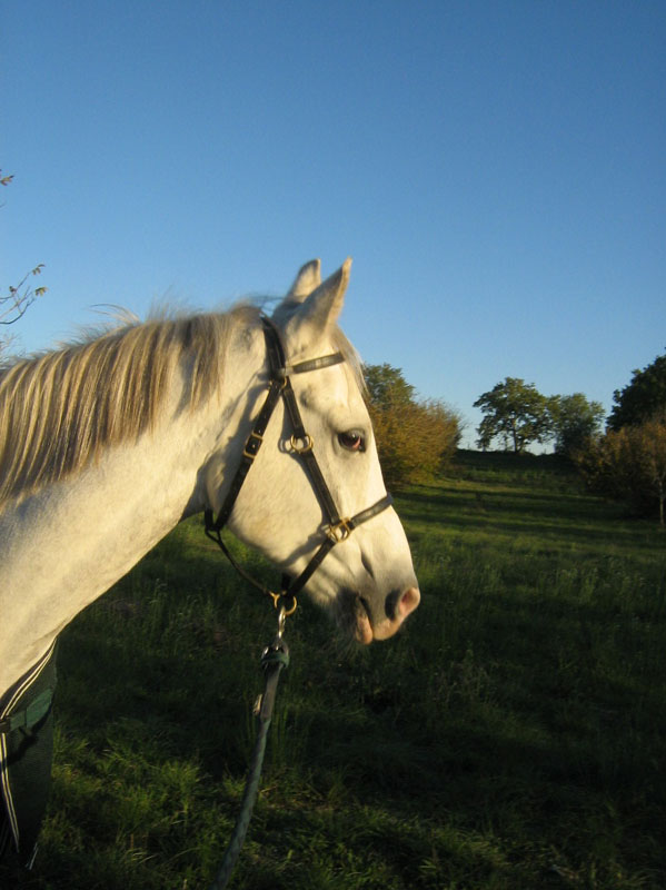 20061104et05_Lalbenque0336