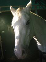 20061104et05_Lalbenque0045