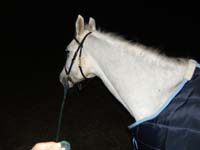 20061104et05_Lalbenque0990