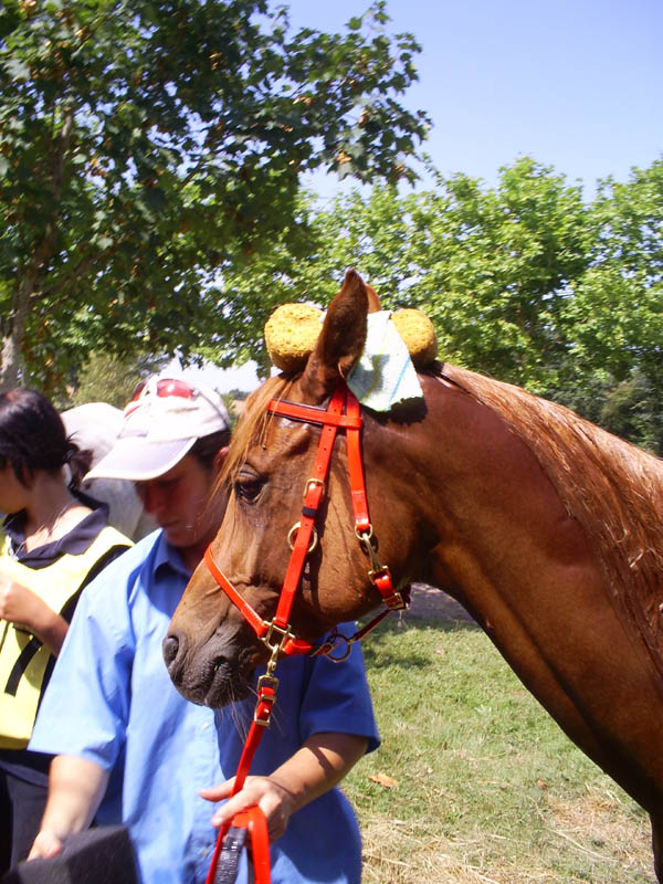 20070805_CastillonesCEPB0076