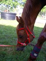 20070805_CastillonesCEPB0038