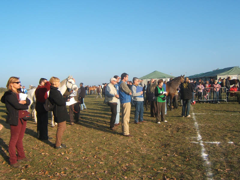 20071103_concoursLalbenque0005
