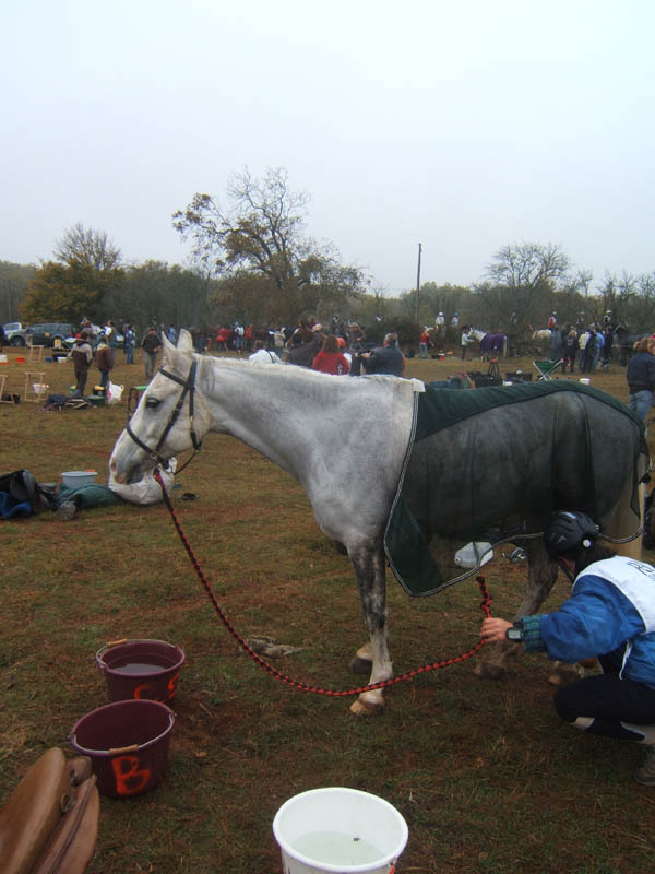 20071103_concoursLalbenque0027
