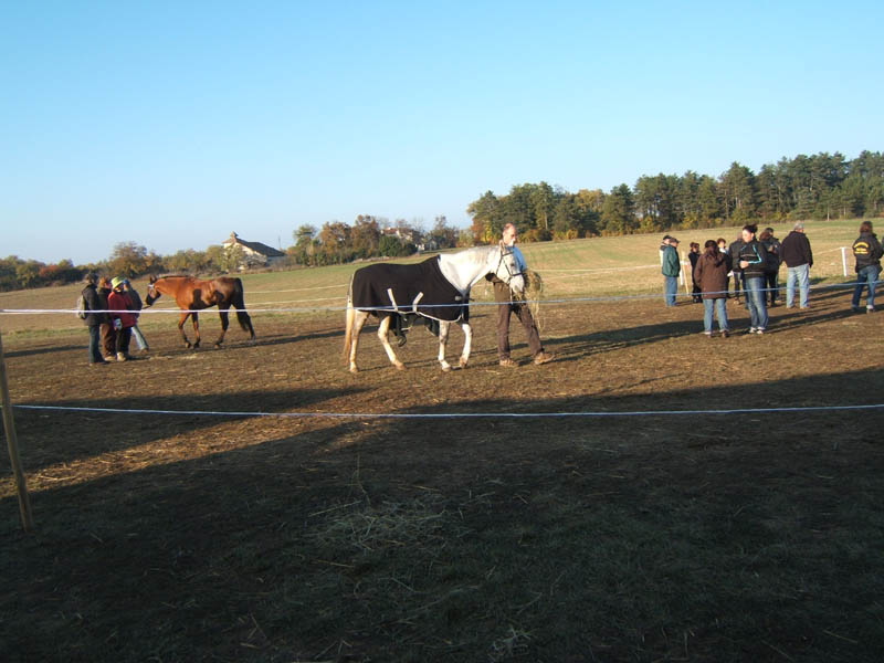 20071103_concoursLalbenque0094