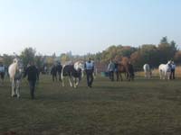 20071103_concoursLalbenque0001