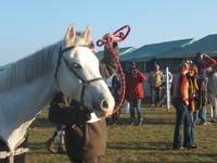 20071103_concoursLalbenque0002