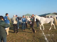 20071103_concoursLalbenque0008