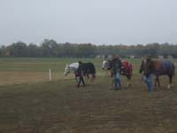 20071103_concoursLalbenque0016