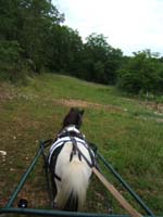 20080525_thezac_trec_attelage0336