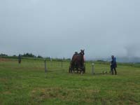 20080525_thezac_trec_attelage0406