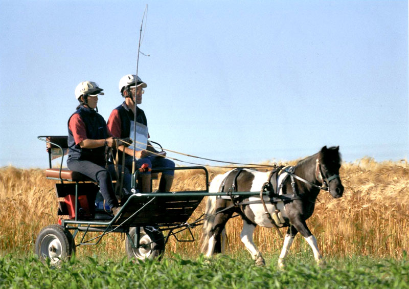 20080621_championnat_france_trec_attelage_POR0001