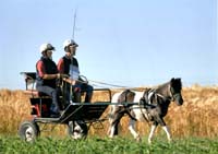 20080621_championnat_france_trec_attelage_POR0001