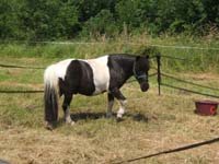 20080621_et22_champt_france_trec_attele0034