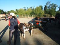 20080621_et22_champt_france_trec_attele0099