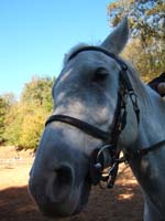 20081019_equifun_freyssinet0065