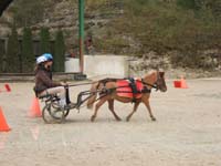 20090417_concoursEcuries_du_Rosier0011