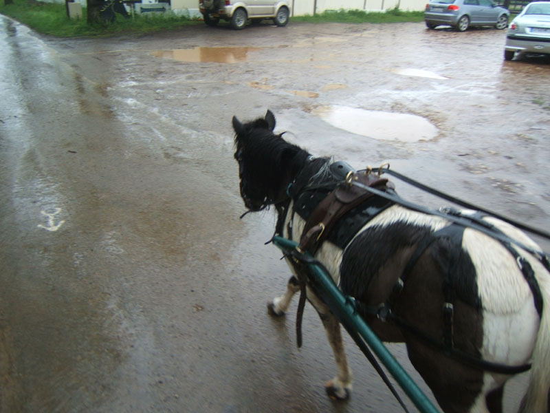 20090425_Endurance_Attelee_Beaumont0005