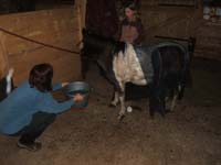 20090425_Endurance_Attelee_Beaumont0006