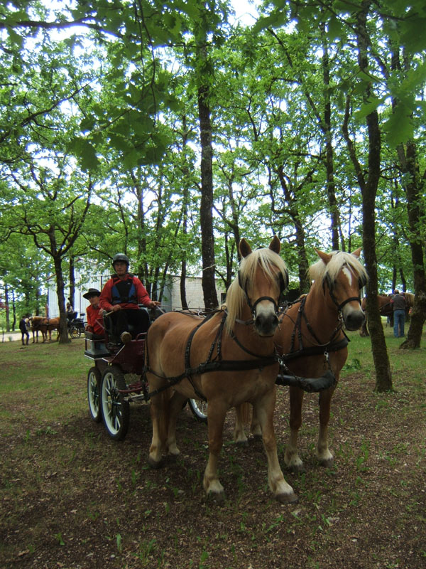 20090517_concours_attelage_serignac0131