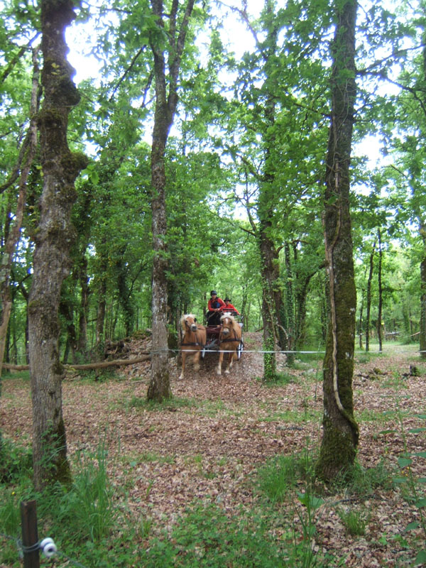 20090517_concours_attelage_serignac0162