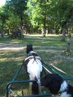 20090517_concours_attelage_serignac0002
