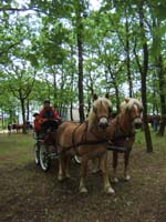 20090517_concours_attelage_serignac0131