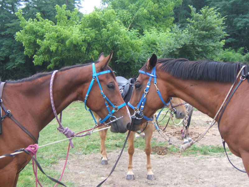 20090614_TREC_Branne0025