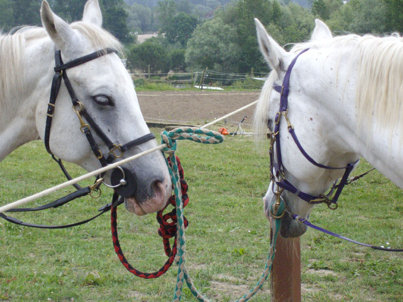 20090614_TREC_Branne_Julien_0011
