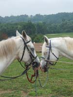 20090614_TREC_Branne0022