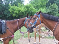 20090614_TREC_Branne0024