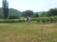20090614_TREC_Branne0073