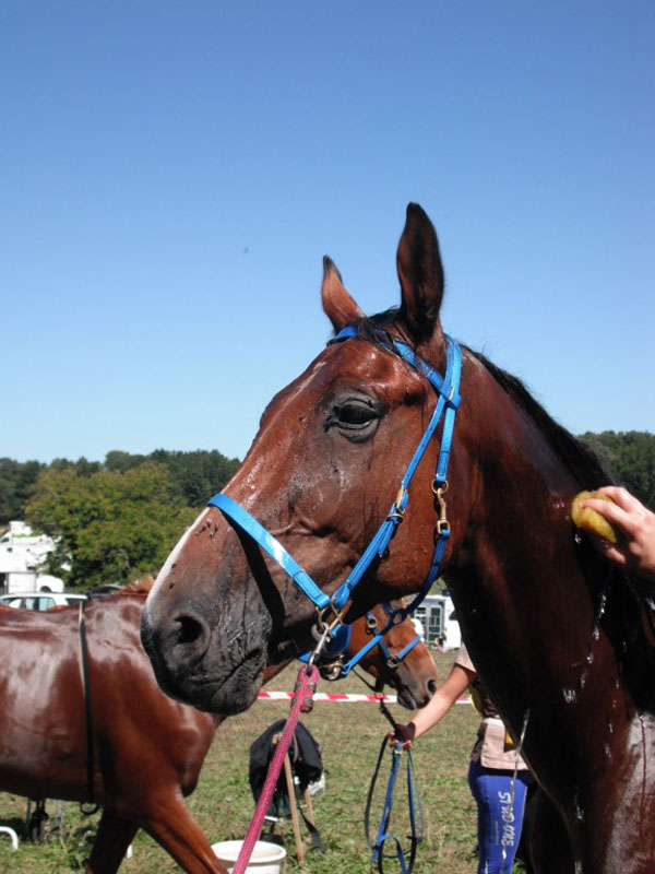 20090830_endurance_rouffignac0094