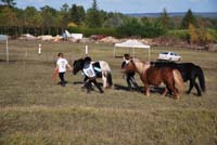 20091025_endurance_poneys_beaumont0023