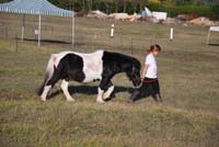 20091025_endurance_poneys_beaumont0041