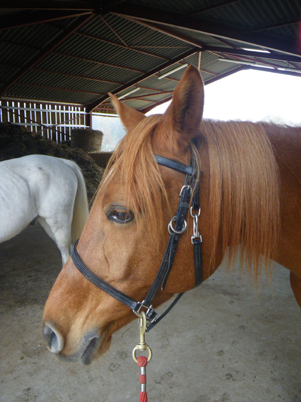 20091115_CSO_Bos_Cheval_Rouge_Laura0003