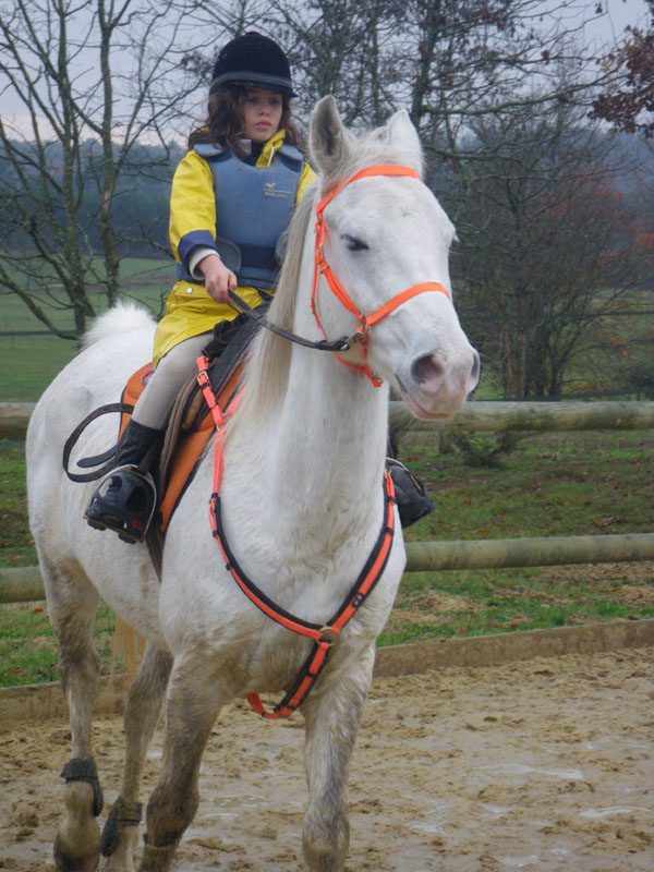 20091115_CSO_Bos_Cheval_Rouge_Laura0026
