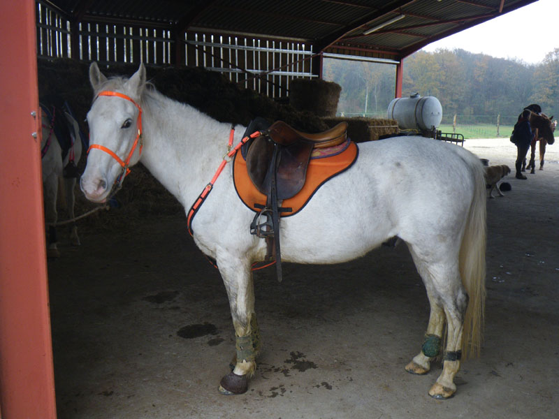 20091115_CSO_Bos_Cheval_Rouge_Laura0056