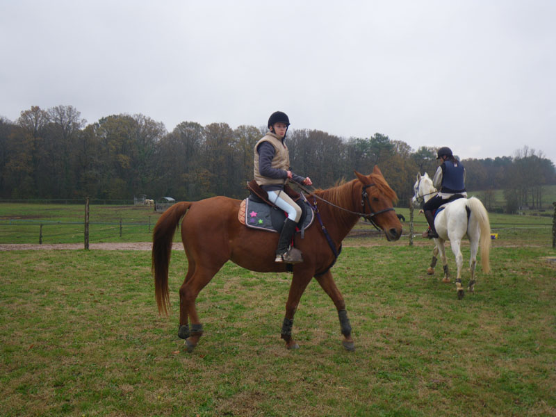 20091115_CSO_Bos_Cheval_Rouge_Laura0057