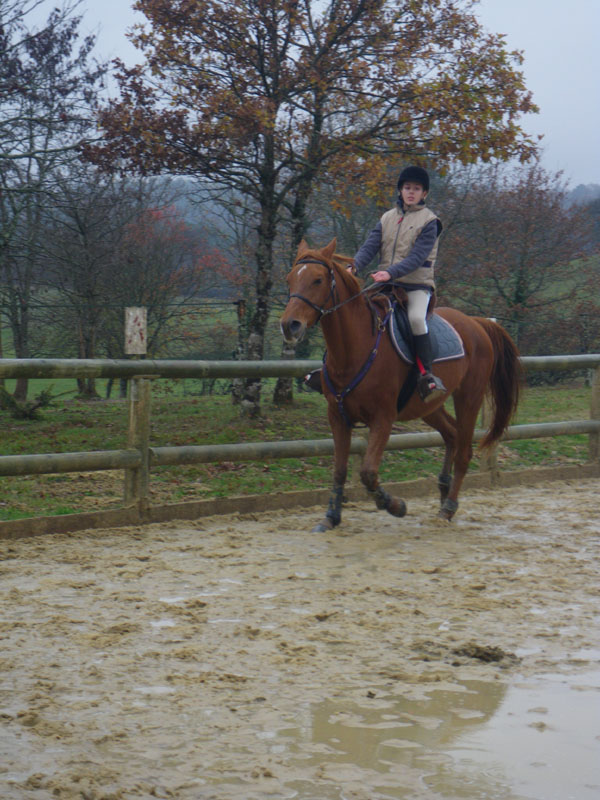 20091115_CSO_Bos_Cheval_Rouge_Laura0064