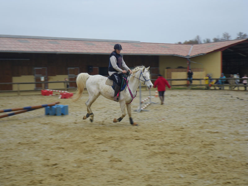 20091115_CSO_Bos_Cheval_Rouge_Laura0077