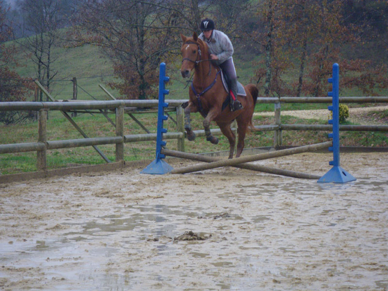 20091115_CSO_Bos_Cheval_Rouge_Laura0093