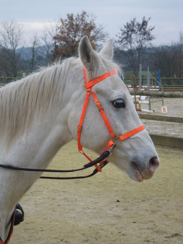 20091115_CSO_Bos_Cheval_Rouge_Laura0105