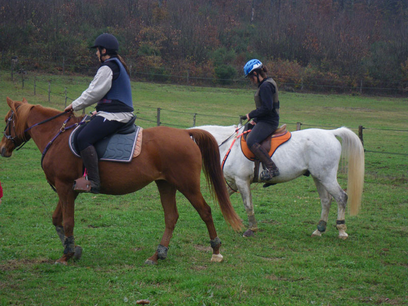 20091115_CSO_Bos_Cheval_Rouge_Laura0106
