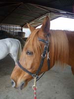 20091115_CSO_Bos_Cheval_Rouge_Laura0003