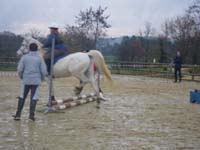 20091115_CSO_Bos_Cheval_Rouge_Laura0019