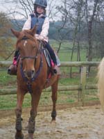 20091115_CSO_Bos_Cheval_Rouge_Laura0025