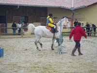 20091115_CSO_Bos_Cheval_Rouge_Laura0041