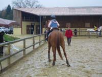 20091115_CSO_Bos_Cheval_Rouge_Laura0044